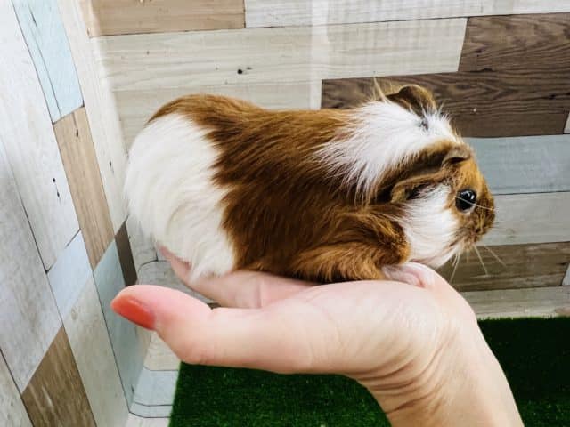 イングリッシュモルモット