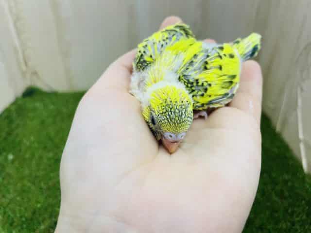 セキセイインコ