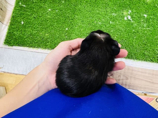 クレステッドモルモット