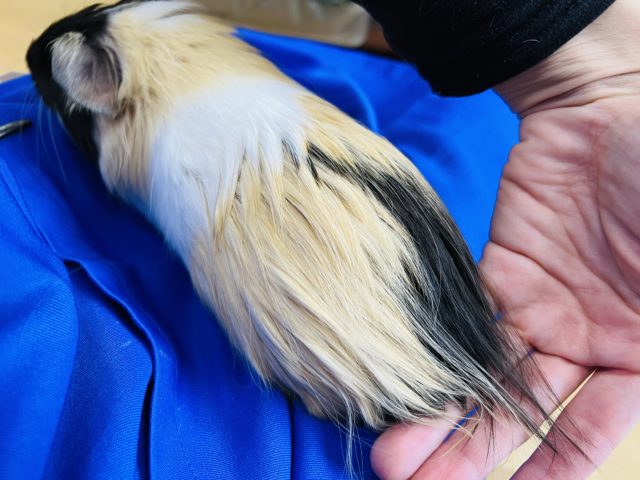 イングリッシュモルモット