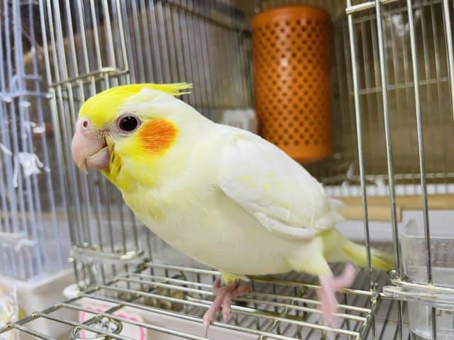 オカメインコ