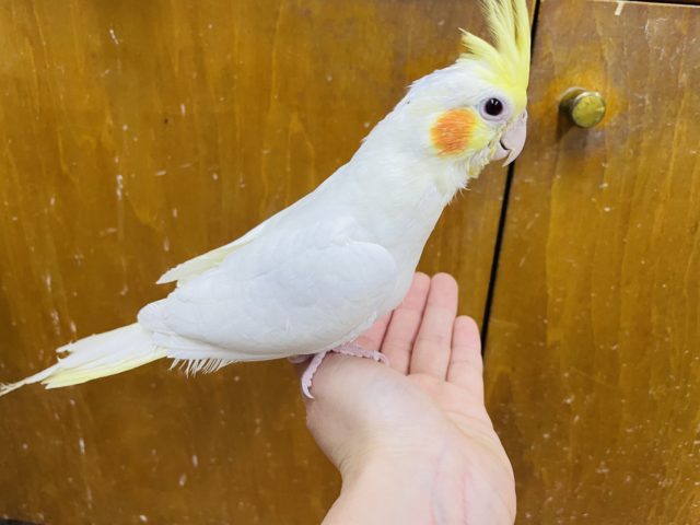 オカメインコ