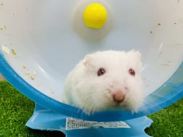  ロボロフスキーハムスター