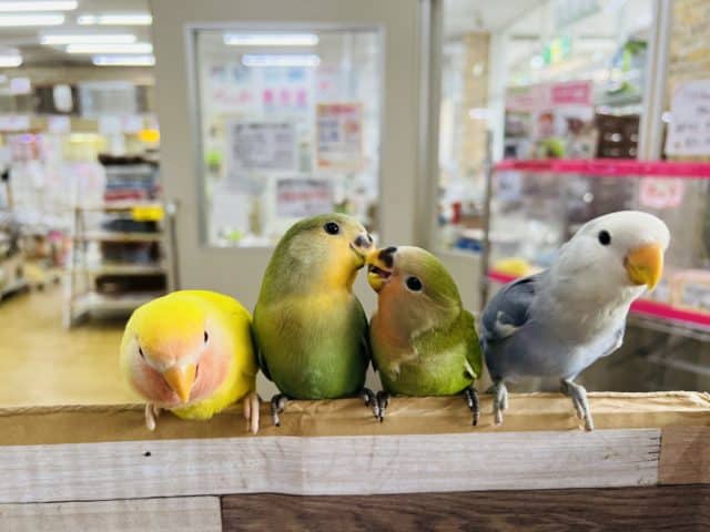 コザクラインコ（小桜インコ）