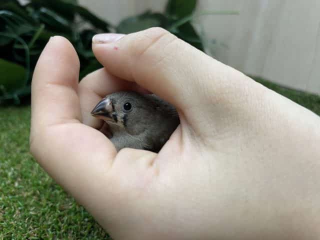錦花鳥（キンカチョウ）