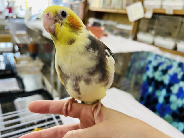 オカメインコ