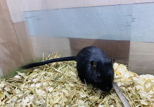 カラージャービル（スナネズミ）