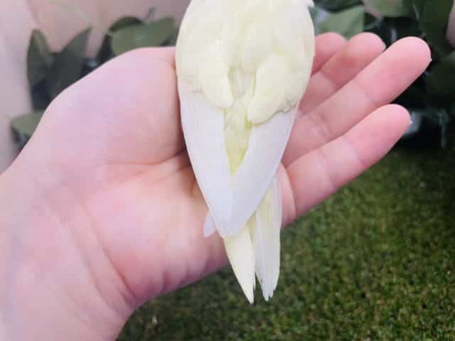 サザナミインコ