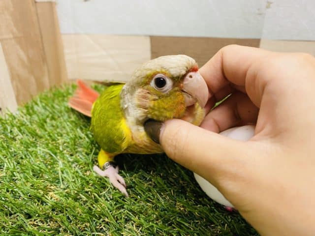 ホオミドリウロコインコ