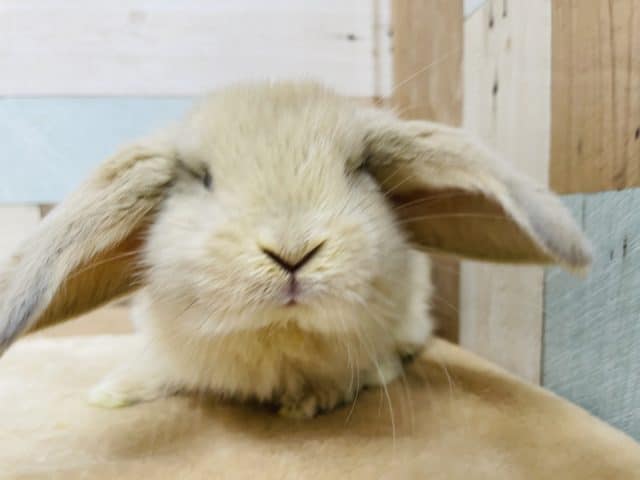 ロップイヤーラビット