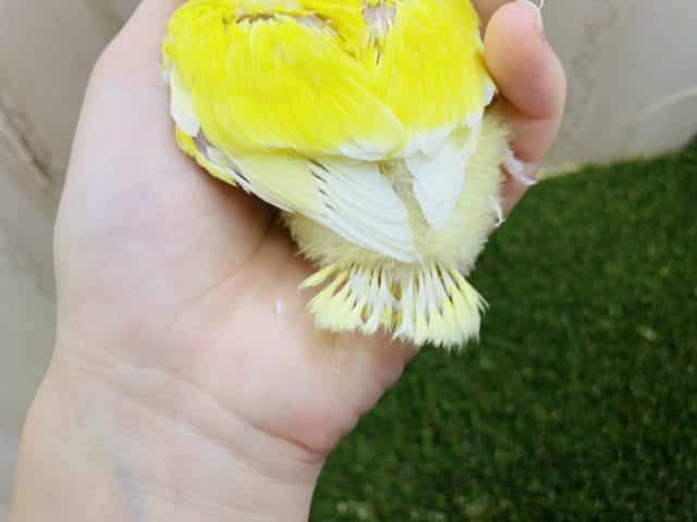 コザクラインコ（小桜インコ）