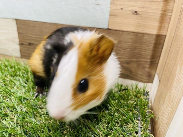 イングリッシュモルモット