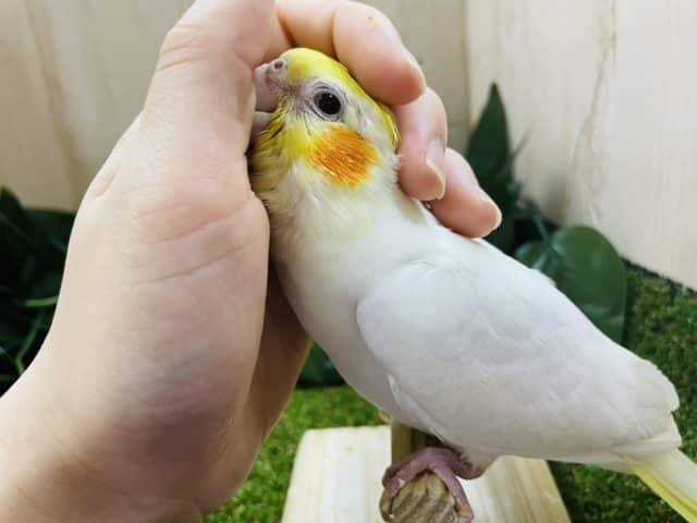 オカメインコ