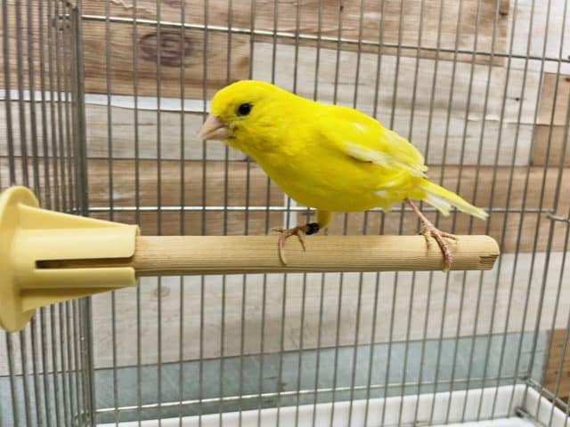 レモンカナリア