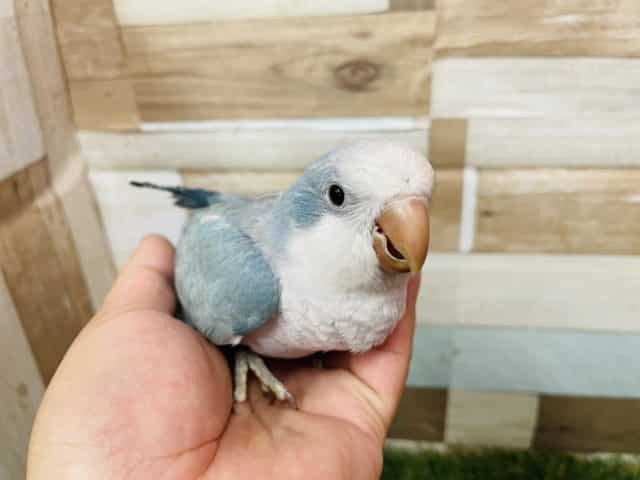 オキナインコ