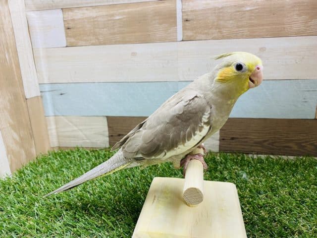 オカメインコ