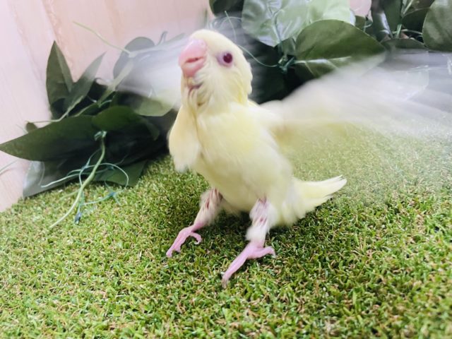 サザナミインコ