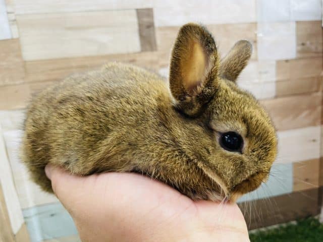 ミニウサギ