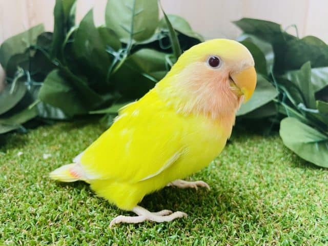 コザクラインコ（小桜インコ）