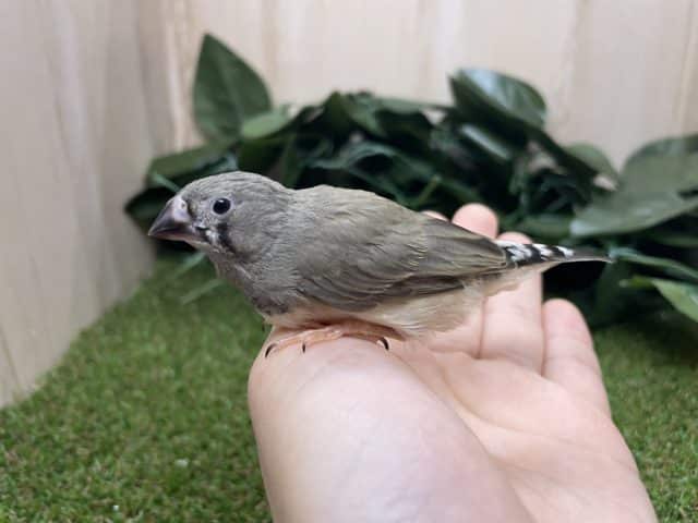 錦花鳥（キンカチョウ）