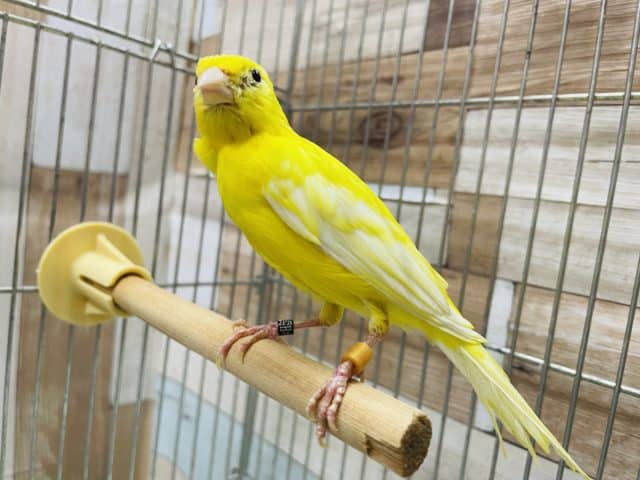 レモンカナリア