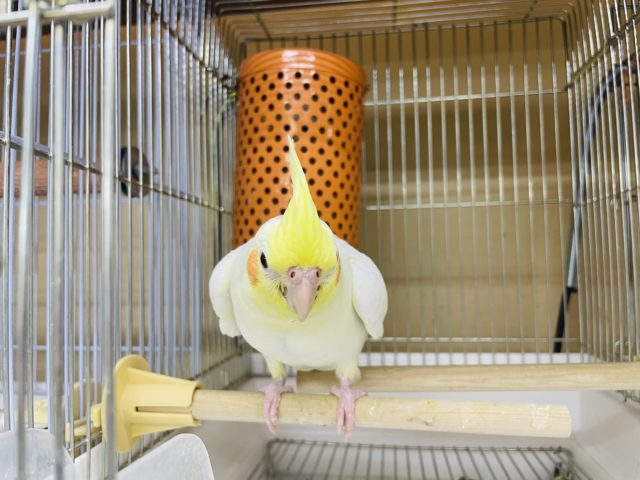 オカメインコ