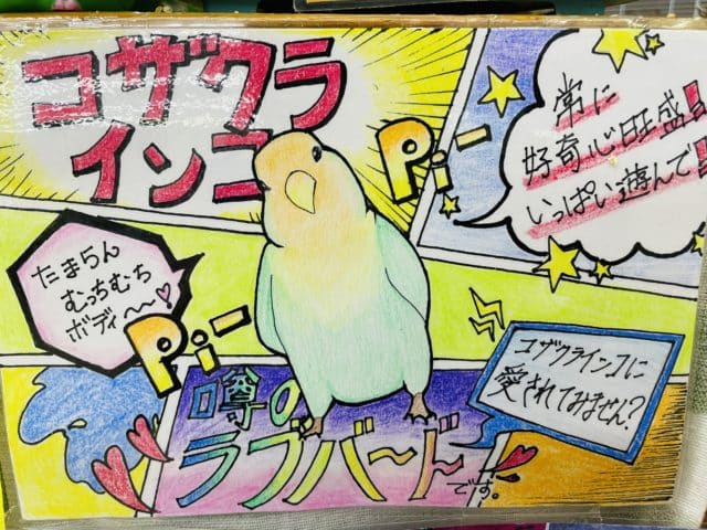 ブルーボタンインコ