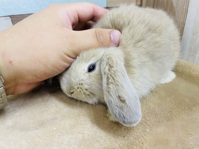 ロップイヤーラビット
