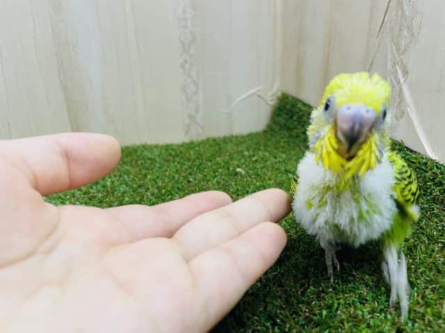 セキセイインコ