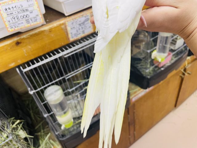 オカメインコ