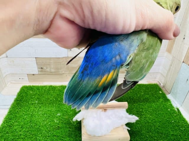 コザクラインコ（小桜インコ）