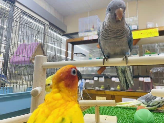 コガネメキシコインコ