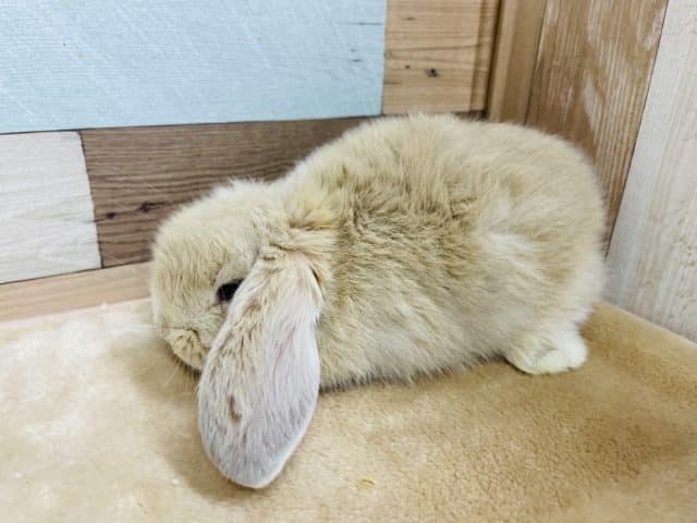 ロップイヤーラビット