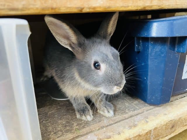 ネザーランドドワーフ