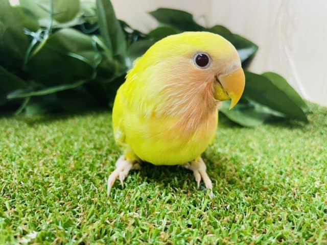コザクラインコ（小桜インコ）