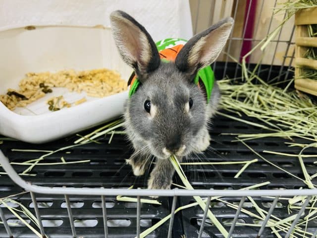 ネザーランドドワーフ