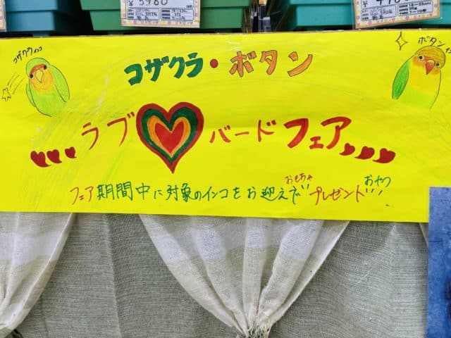 ブルーボタンインコ