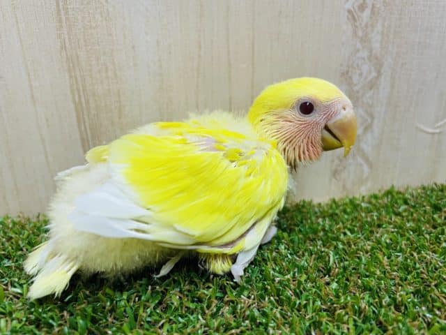 コザクラインコ（小桜インコ）