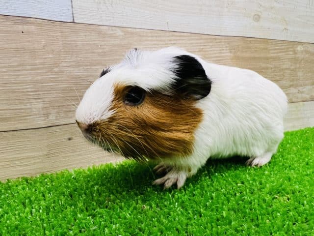 クレステッドモルモット