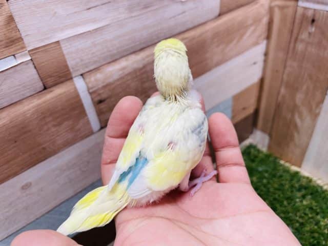 イエロー多めな元気っ子!セキセイインコのパステルレインボーパイドカラー! セキセイインコ