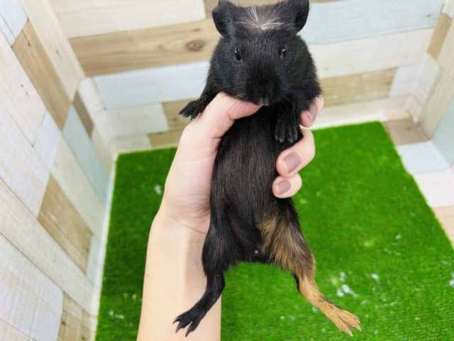 クレステッドモルモット