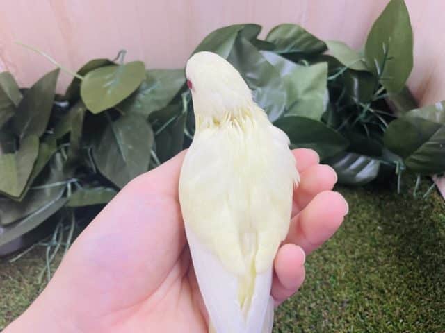 サザナミインコ
