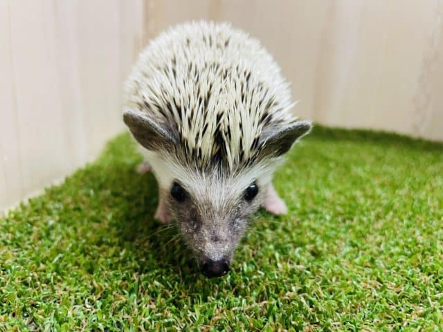 ハリネズミ（ヨツユビハリネズミ）