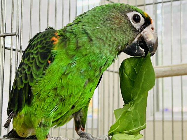 ズアカハネナガ