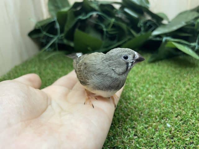 錦花鳥（キンカチョウ）