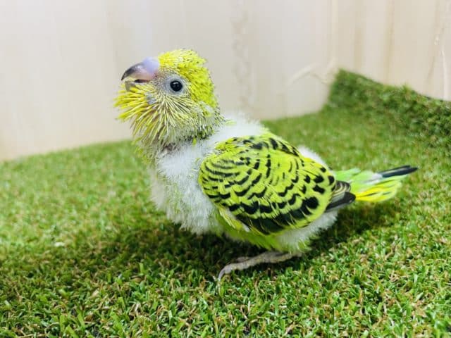 セキセイインコ