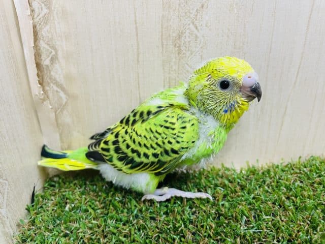 セキセイインコ