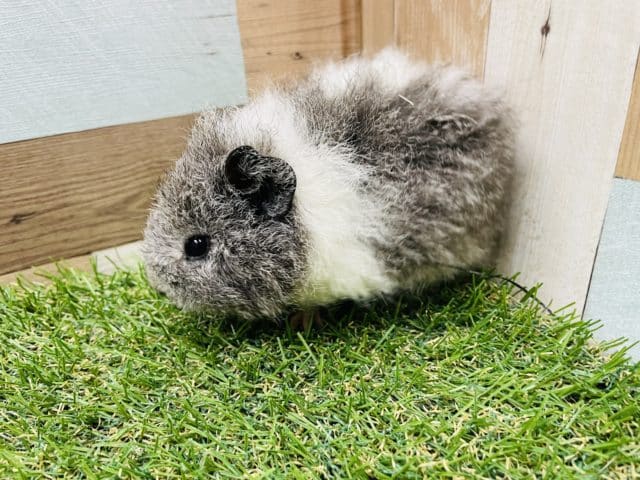 テディモルモット