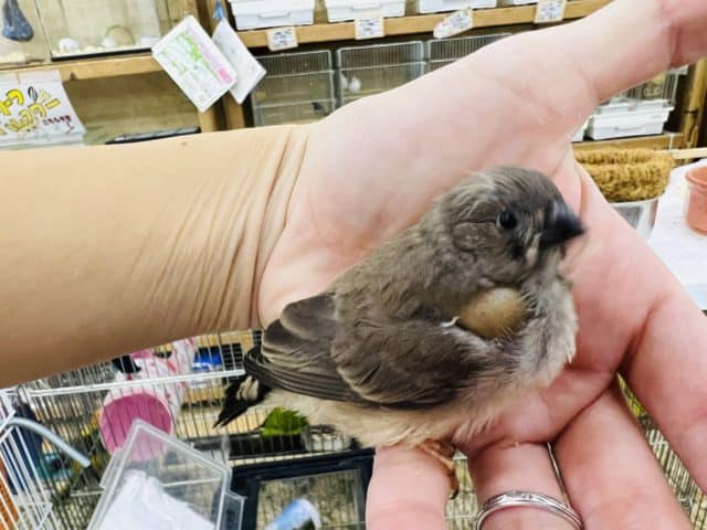 錦花鳥（キンカチョウ）