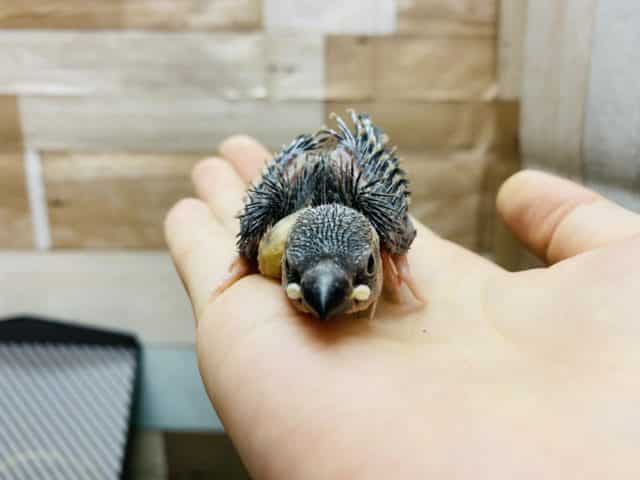 文鳥と言えばの定番人気カラー!桜文鳥のヒナがやって来ました〜 桜文鳥
